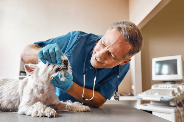 Best Emergency Care for Gum Disease in Wolfhurst, OH